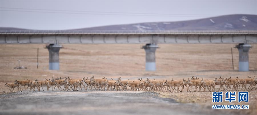 在青海可可西里地区，一群刚通过青藏铁路的待产藏羚羊向卓乃湖走去（6月7日摄）。新华社记者 吴刚 摄 